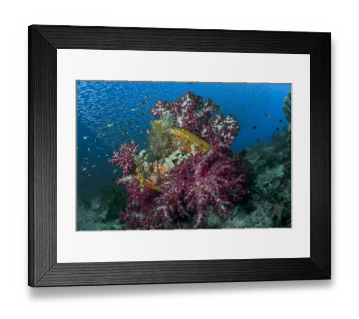 Framed Print : Indonesia, Raja Ampat. Schooling silverside fish swim past coral reef Framed Print : Indonesia, Raja Ampat. Schooling silverside fish swim past coral reef