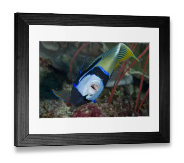 Framed Print : Indonesia, Raja Ampat. Front view of emperor angelfish Framed Print : Indonesia, Raja Ampat. Front view of emperor angelfish