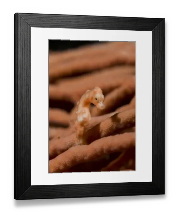 Framed Print : Indonesia, Raja Ampat. Close-up of pygmy seahorse the same coloration as surrounding coral Framed Print : Indonesia, Raja Ampat. Close-up of pygmy seahorse the same coloration as surrounding coral