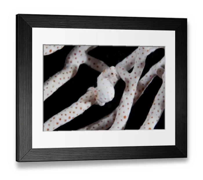 Framed Print : Indonesia, Raja Ampat. Close-up of pygmy seahorse the same coloration as surrounding coral Framed Print : Indonesia, Raja Ampat. Close-up of pygmy seahorse the same coloration as surrounding coral