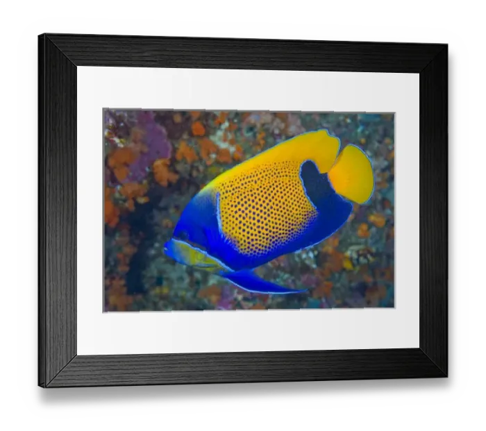 Framed Print : Indonesia, Raja Ampat. Side view of blue-girdled angelfish. Credit as: Jones-Shimlock Framed Print : Indonesia, Raja Ampat. Side view of blue-girdled angelfish. Credit as: Jones-Shimlock