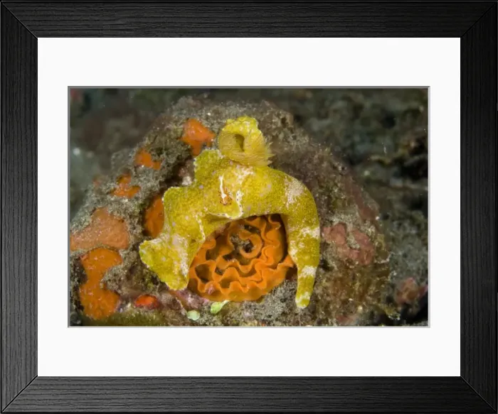 Framed Print : Asia, Indonesia