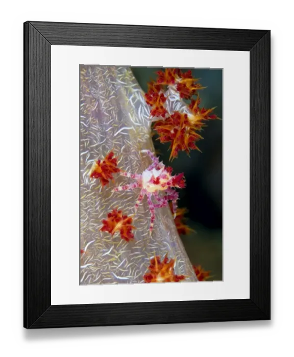 Framed Print : Indonesia, Raja Ampat. Close-up of decorator crab that matches its color to its host soft coral