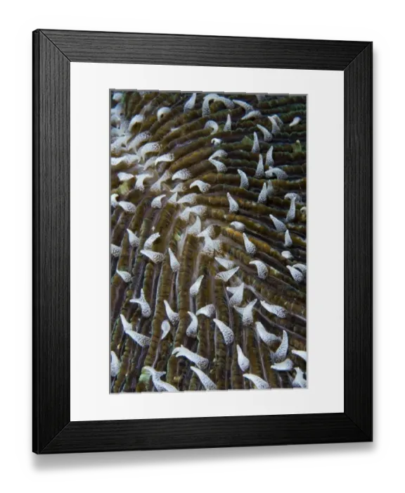 Framed Print : Indonesia, Raja Ampat. Close-up of mushroom coral Framed Print : Indonesia, Raja Ampat. Close-up of mushroom coral