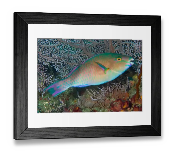 Framed Print : Indonesia, Raja Ampat. Close-up of chameleon parrotfish