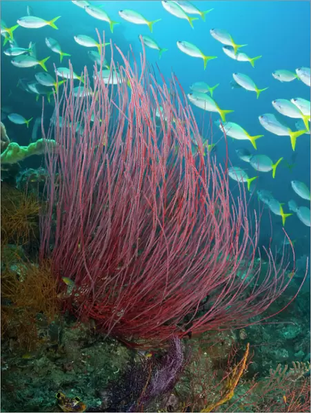 Indonesia, Raja Ampat. Yellowtail fusilier fish swim past sea whip coral