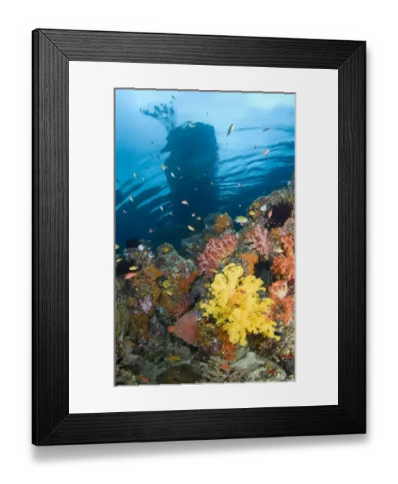 Framed Print : Indonesia, Raja Ampat, Misool, Boo Islands. Above-water island seen from underwater reef Framed Print : Indonesia, Raja Ampat, Misool, Boo Islands. Above-water island seen from underwater reef