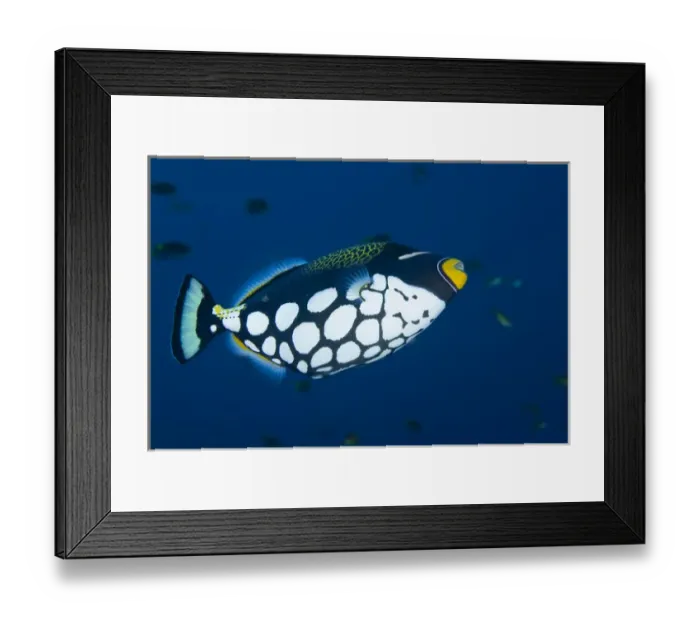Framed Print : Indonesia, Raja Ampat. Underside view of clown triggerfish Framed Print : Indonesia, Raja Ampat. Underside view of clown triggerfish