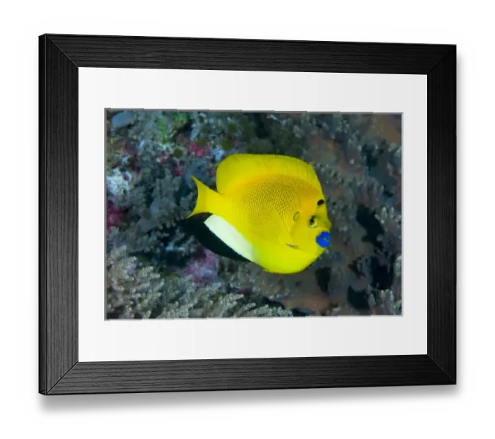Framed Print : Asia, Indonesia