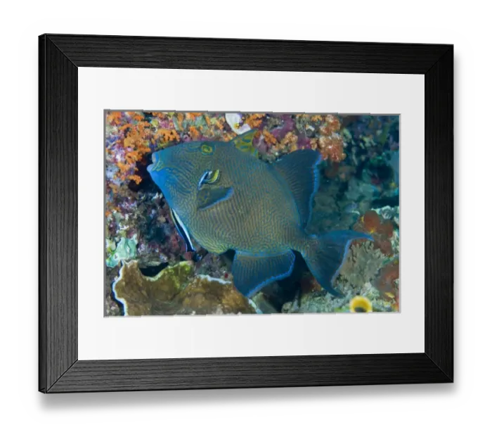 Framed Print : Indonesia, Raja Ampat. Cleaner wrasse fish on coral reef Framed Print : Indonesia, Raja Ampat. Cleaner wrasse fish on coral reef