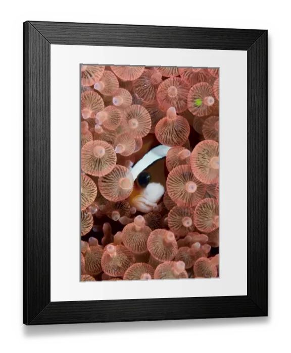 Framed Print : Indonesia, Raja Ampat. A Clarks anemonefish peeks out from anemone tentacles