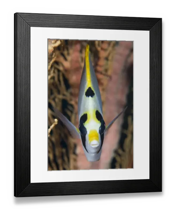 Framed Print : Indonesia, Raja Ampat. Front view of masked butterflyfish Framed Print : Indonesia, Raja Ampat. Front view of masked butterflyfish