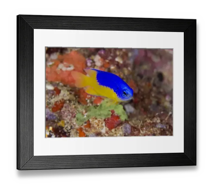 Framed Print : Indonesia, Raja Ampat. Damselfish swims among coral reef Framed Print : Indonesia, Raja Ampat. Damselfish swims among coral reef