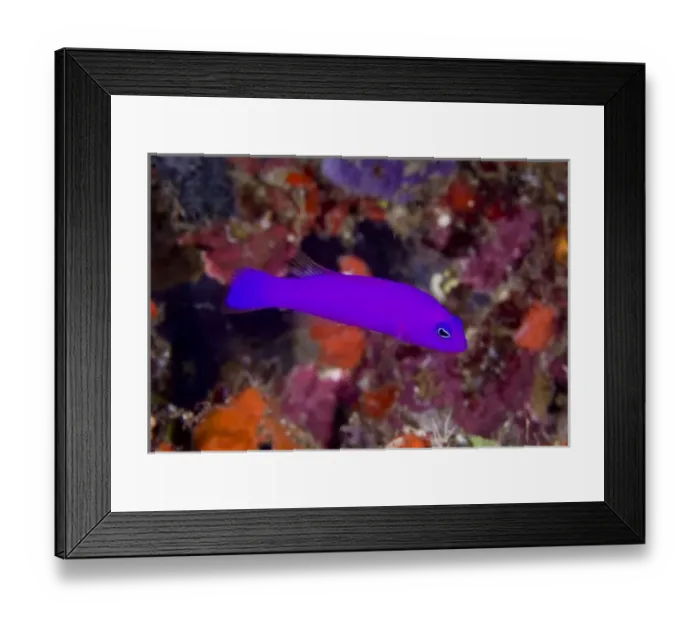 Framed Print : Indonesia, Raja Ampat. Close-up of a magenta dottyback fish Framed Print : Indonesia, Raja Ampat. Close-up of a magenta dottyback fish