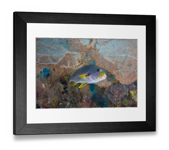 Framed Print : Indonesia, Raja Ampat. A lined sweetlip fish swims next to sea fan coral