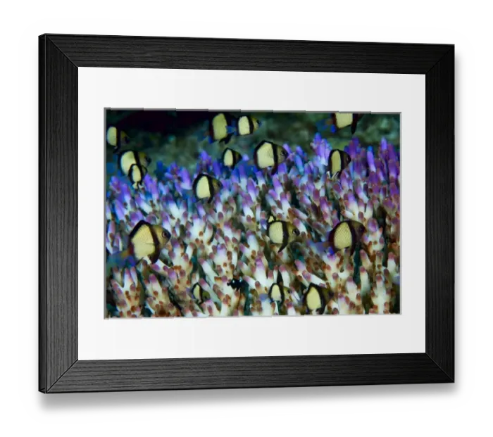 Framed Print : Indonesia, Raja Ampat. Humbug fish seek protection within the branches of an acropora coral colony Framed Print : Indonesia, Raja Ampat. Humbug fish seek protection within the branches of an acropora coral colony