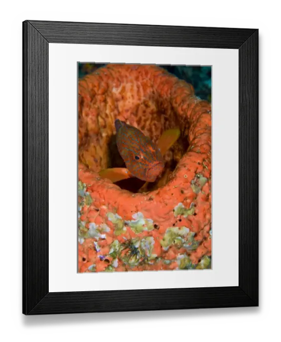 Framed Print : Indonesia, Raja Ampat. A coral trout hides with a coral Framed Print : Indonesia, Raja Ampat. A coral trout hides with a coral