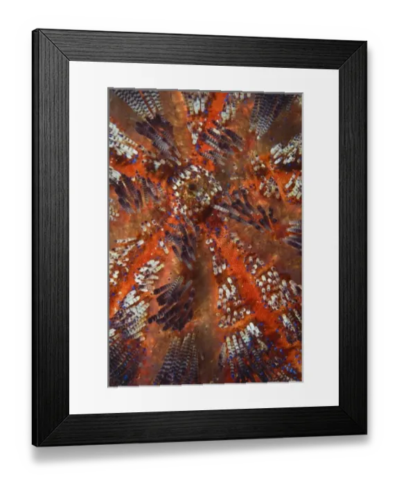 Framed Print : Indonesia, Raja Ampat. Overview of colorful sea urchin