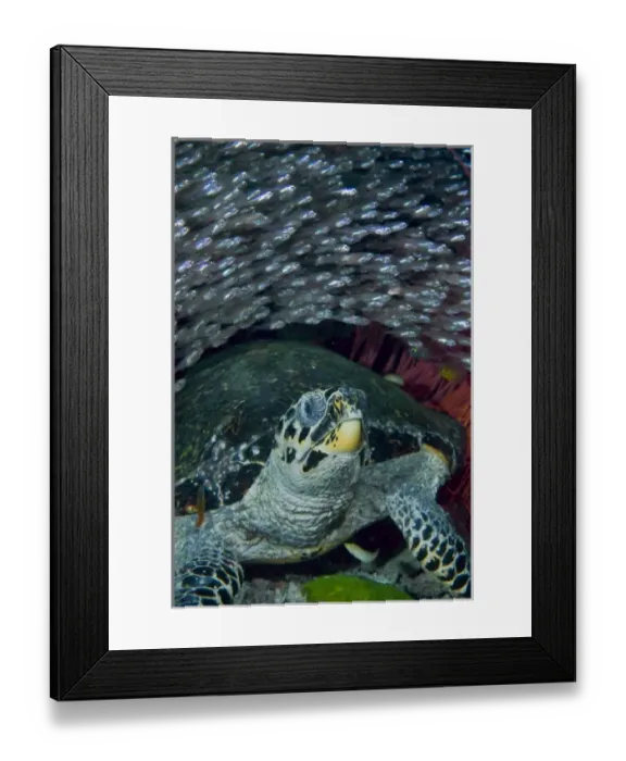 Framed Print : Indonesia, Raja Ampat. A school of glassfish swim over an endangered hawksbill turtle Framed Print : Indonesia, Raja Ampat. A school of glassfish swim over an endangered hawksbill turtle