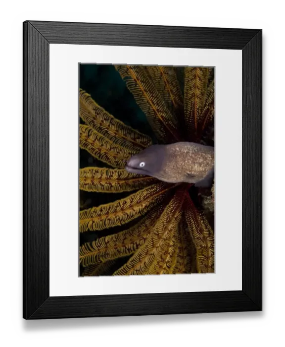 Framed Print : Indonesia, Raja Ampat. A white-eye moray eel next to a feather star coral Framed Print : Indonesia, Raja Ampat. A white-eye moray eel next to a feather star coral