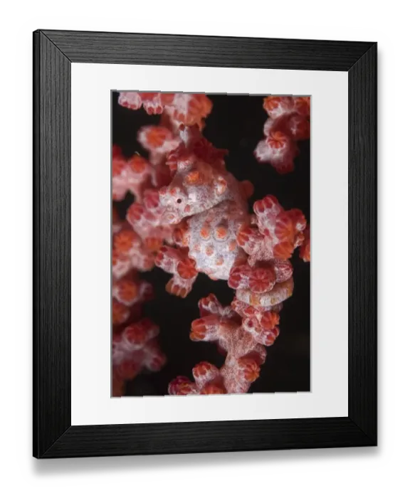 Framed Print : Indonesia, Raja Ampat. A pygmy seahorse lives in association with seafans and matches