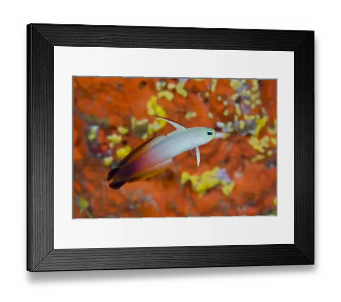 Framed Print : Indonesia, Raja Ampat. A fire goby swims past coral Framed Print : Indonesia, Raja Ampat. A fire goby swims past coral