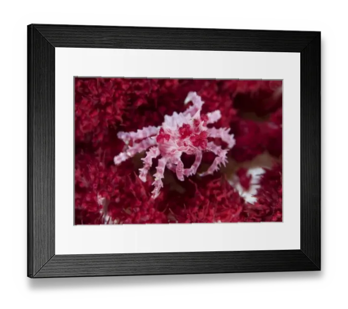 Framed Print : Indonesia, Raja Ampat. Close-up of decorator crab that lives commensally with soft corals Framed Print : Indonesia, Raja Ampat. Close-up of decorator crab that lives commensally with soft corals