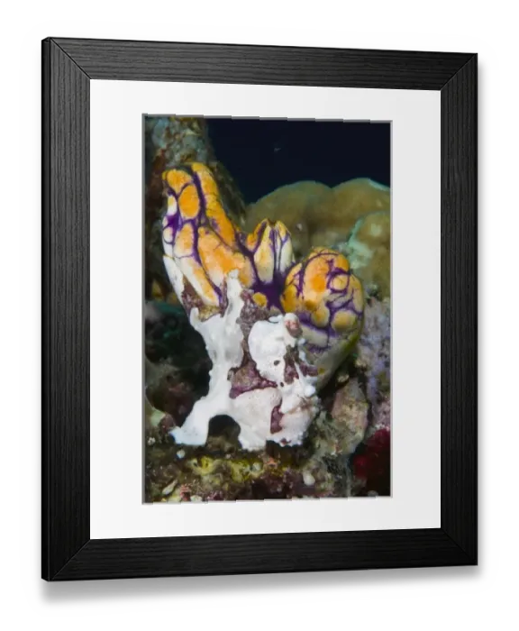Framed Print : Asia, Indonesia Framed Print : Asia, Indonesia