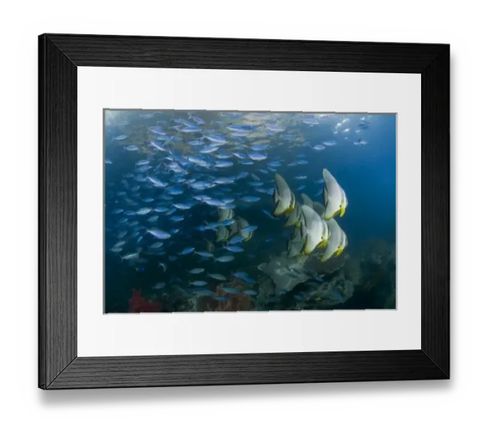 Framed Print : Indonesia, Raja Ampat. Schooling fish in the Dampier Strait