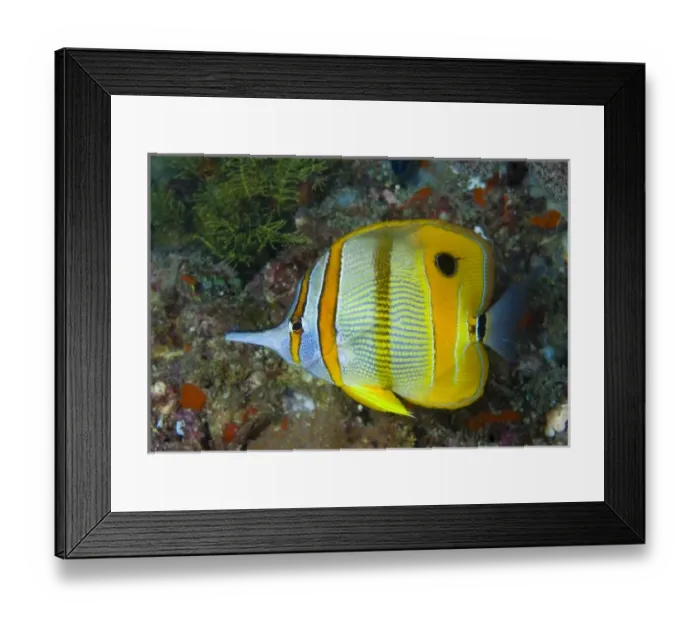 Framed Print : Asia, Indonesia Framed Print : Asia, Indonesia