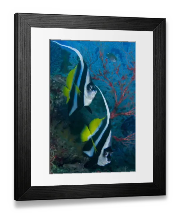 Framed Print : Indonesia, Raja Ampat. Two longfin bannerfish next to sea fan coral Framed Print : Indonesia, Raja Ampat. Two longfin bannerfish next to sea fan coral