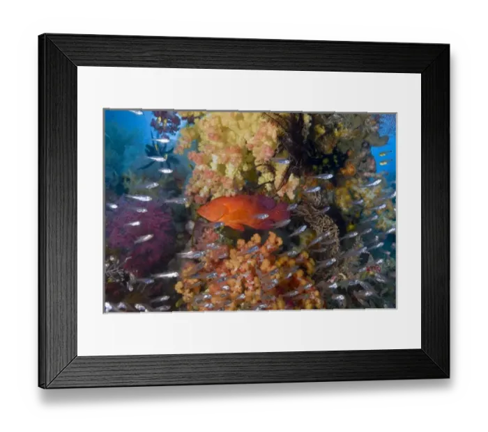 Framed Print : Indonesia, Raja Ampat. A coral trout fish and schooling glassfish swim past coral Framed Print : Indonesia, Raja Ampat. A coral trout fish and schooling glassfish swim past coral