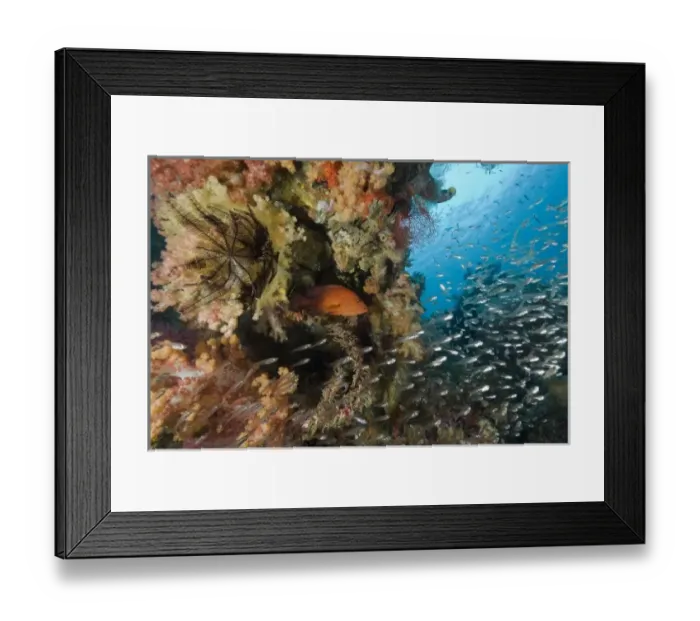 Framed Print : Indonesia, Raja Ampat. A coral trout fish and schooling glassfish swim past coral Framed Print : Indonesia, Raja Ampat. A coral trout fish and schooling glassfish swim past coral
