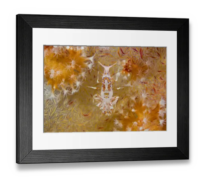 Framed Print : Indonesia, Raja Ampat. Rarely seen tiger shrimp and soft corals Framed Print : Indonesia, Raja Ampat. Rarely seen tiger shrimp and soft corals