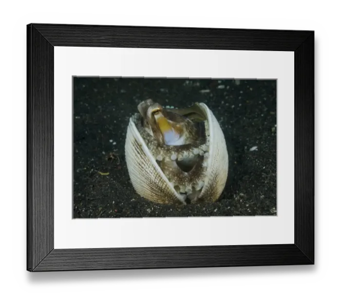 Framed Print : Indonesia, Sulawesi Island, Lembeh Strait. A marginated octopus finds a home in a clam shell Framed Print : Indonesia, Sulawesi Island, Lembeh Strait. A marginated octopus finds a home in a clam shell