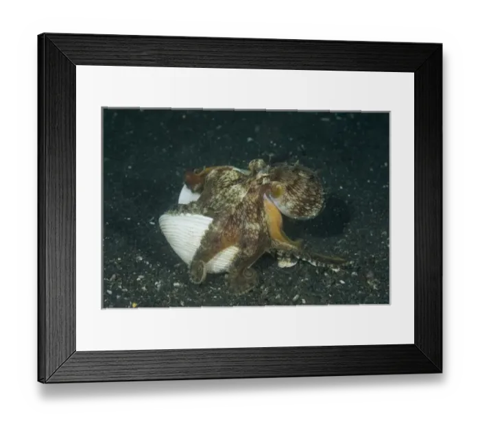 Framed Print : Indonesia, Sulawesi Island, Lembeh Strait. A marginated octopus prepares to occupy a clam shell Framed Print : Indonesia, Sulawesi Island, Lembeh Strait. A marginated octopus prepares to occupy a clam shell