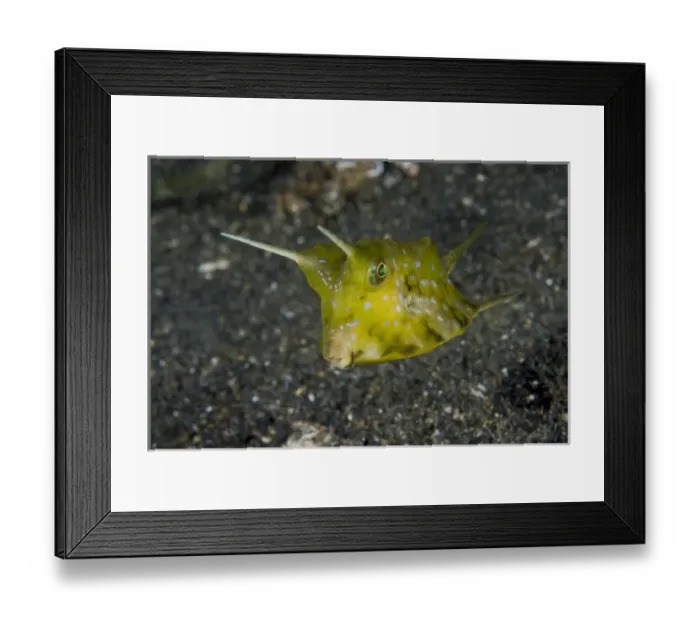 Framed Print : Indonesia, Sulawesi Island, Lembeh Strait. Close-up of a cowfish, a primitive scaleless fish Framed Print : Indonesia, Sulawesi Island, Lembeh Strait. Close-up of a cowfish, a primitive scaleless fish