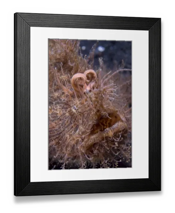 Framed Print : Indonesia, Sulawesi Island, Lembeh Strait. Close-up of hairy frogfish that uses its Framed Print : Indonesia, Sulawesi Island, Lembeh Strait. Close-up of hairy frogfish that uses its