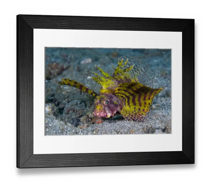 Framed Print : Indonesia, Sulawesi Island, Lembeh Strait. A normally red dwarf lionfish exhibits Framed Print : Indonesia, Sulawesi Island, Lembeh Strait. A normally red dwarf lionfish exhibits