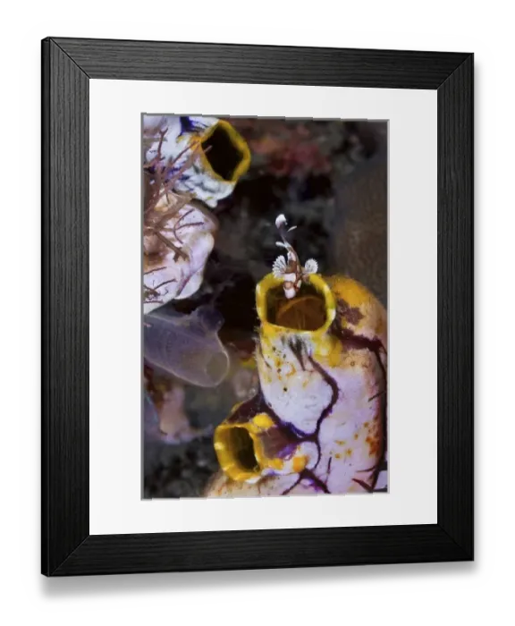 Framed Print : Indonesia, Lembeh Strait. A juvenile sweetlip fish seeks shelter by entering a sea squirts siphon