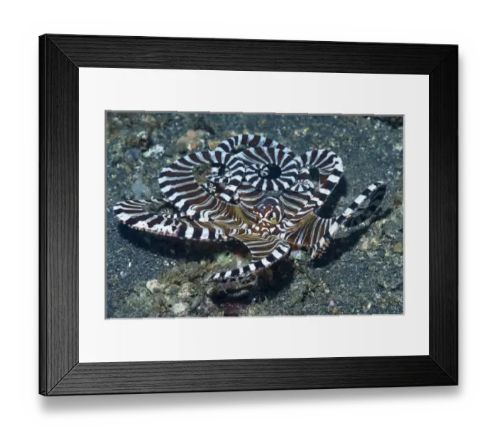 Framed Print : Indonesia, Lembeh Strait. A wonderpus long-armed octopus moves over the ocean floor