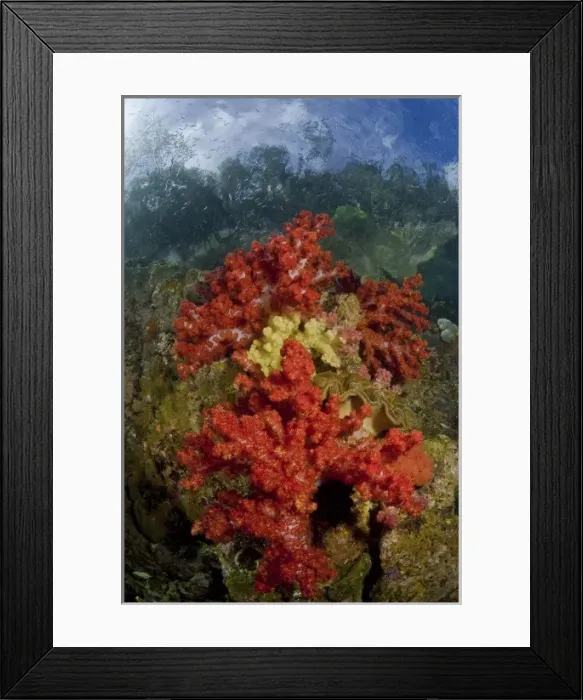 Framed Print : Indonesia, Papua, Fak Fak, Triton Bay. Colorful coral on reef