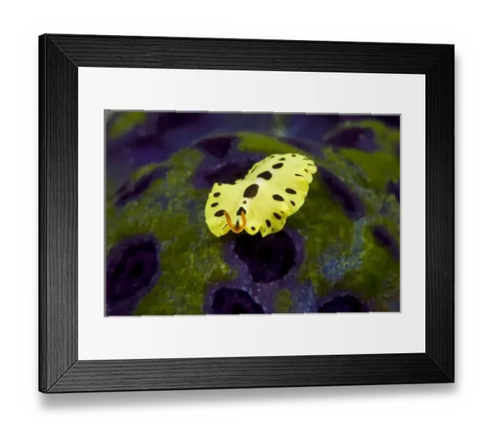 Framed Print : Indonesia, Papua, Raja Ampat. Close-up of recently discovered flatworm thought to Framed Print : Indonesia, Papua, Raja Ampat. Close-up of recently discovered flatworm thought to
