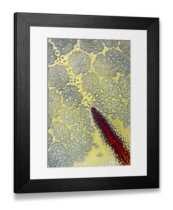 Framed Print : Asia, Indonesia Framed Print : Asia, Indonesia