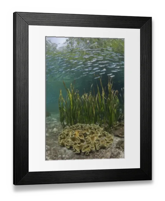 Framed Print : Asia, Indonesia