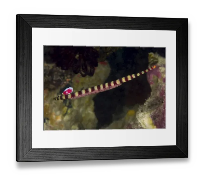 Framed Print : Indonesia, Papua, Raja Ampat. Close-up of male pipefish who caries and tends the eggs Framed Print : Indonesia, Papua, Raja Ampat. Close-up of male pipefish who caries and tends the eggs