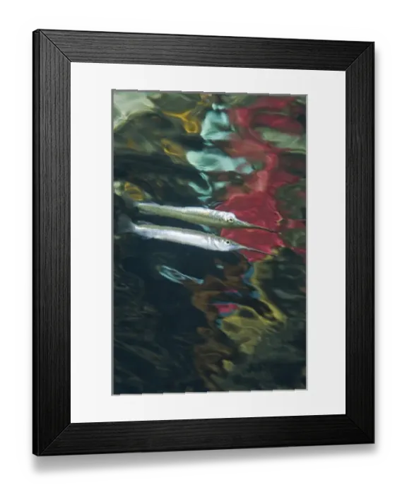Framed Print : Indonesia, Papua, Raja Ampat. Abstract effect of halfbeak fish and other reflections Framed Print : Indonesia, Papua, Raja Ampat. Abstract effect of halfbeak fish and other reflections