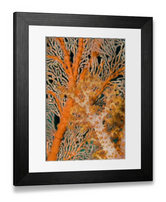 Framed Print : Indonesia, Papua, Raja Ampat. Close-up of orange sea fan under tree coral
