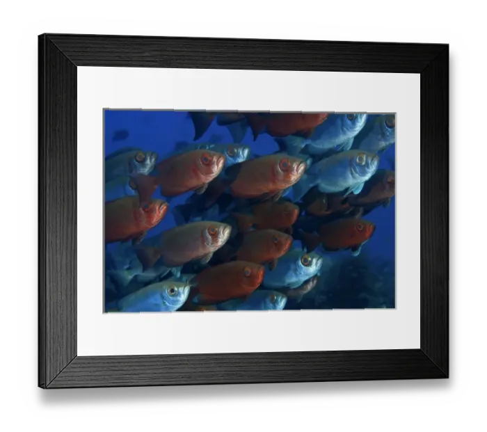 Framed Print : Indonesia, Papua, Raja Ampat. These bigeye fish can change their color hue at will Framed Print : Indonesia, Papua, Raja Ampat. These bigeye fish can change their color hue at will