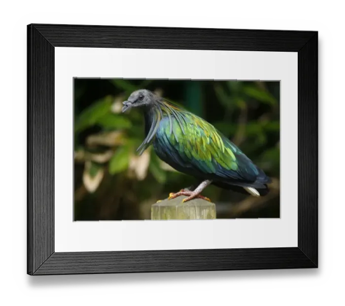 Framed Print : Asia, Indonesia